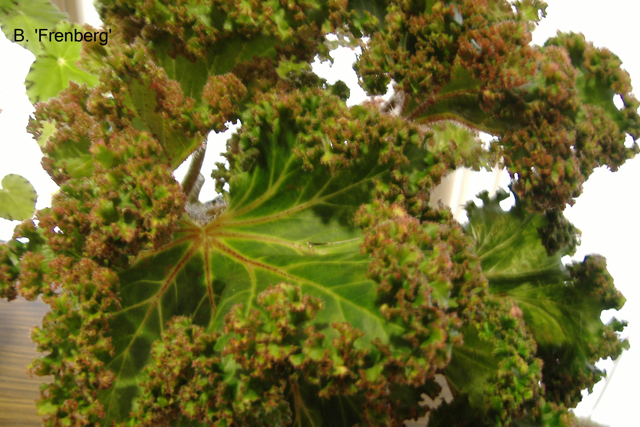 B. ‘Frenberg’